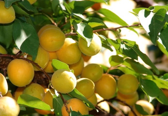  apricot, apricots, tree, branch, fruit, ripe, fresh, food, background, organic, garden, nature, healthy, plant, leaf, green, sweet, stone, tasty, harvest, grow, growing, closeup, yellow, season, oran