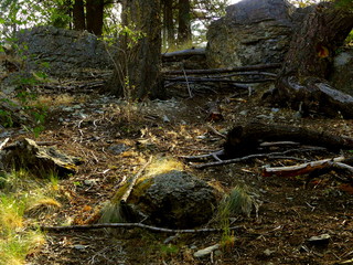 Photo was taken on Cliff Trail.