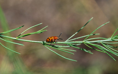 божья коровка