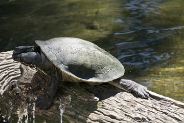Obraz premium turtle