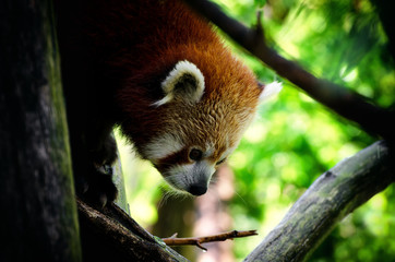 Red panda (Ailurus fulgens), walking on a tree