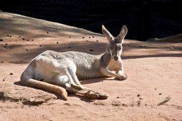 red kangaroo