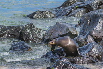 Sea Wolf at Rocky Beach, Galapagos, Ecuador