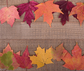 Naklejka na ściany i meble Border of Colorful Autumn Maple Leaves on a Wooden Background