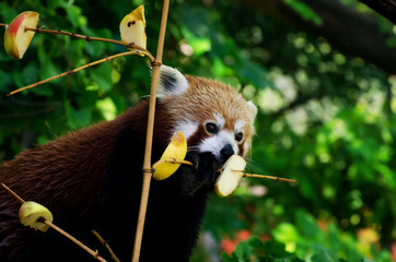 Red panda (Ailurus fulgens), walking on a tree