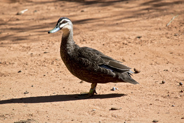 pacific black duck