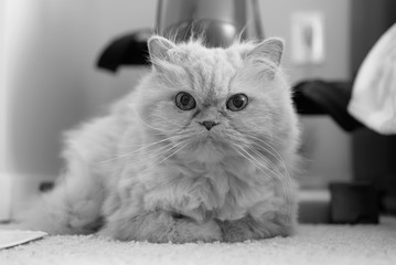 Cute persian cat laying on carpet with black and white toned