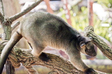 Lumholtz Tree-kangaroo