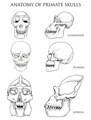 Human and chimpanzee, gorilla. biology and anatomy illustration. engraved hand drawn in old sketch and vintage style. monkey skull or skeleton or bones silhouette. front view or face and profile.