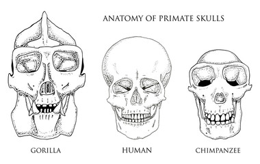 Human and chimpanzee, gorilla. biology and anatomy illustration. engraved hand drawn in old sketch and vintage style. monkey skull or skeleton or bones silhouette. front view or face.