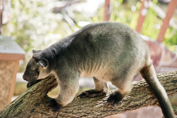 Lumholtz Tree-kangaroo