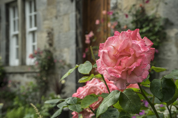 english garden