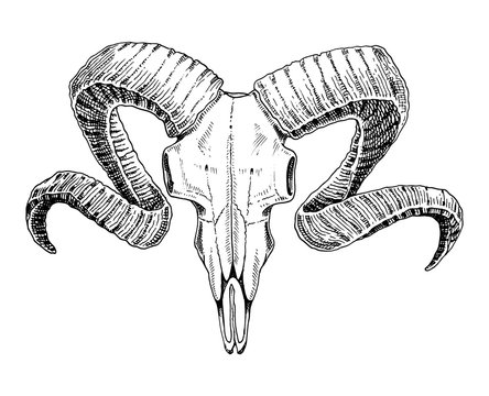 biology or anatomy illustration. engraved hand drawn in old sketch and vintage style. skull or skeleton silhouette. ram or sheep and mutton. Animals with horns.