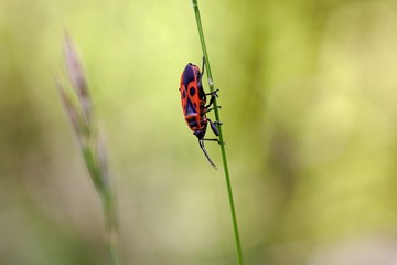 Red bug