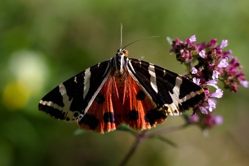 Butterfly Euplagia quadripunctaria
