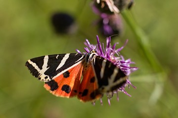 Butterfly Euplagia quadripunctaria