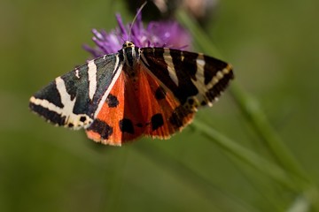Butterfly Euplagia quadripunctaria