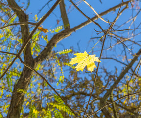 Maple leaf on a background of autumn branches and sky