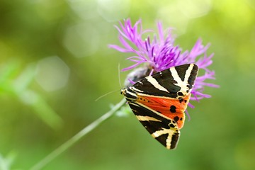 Euplagia quadripunctaria