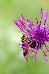 Euplagia quadripunctaria