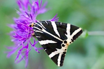 Euplagia quadripunctaria