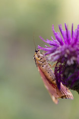 Euplagia quadripunctaria