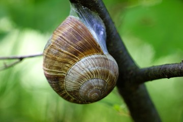 Snail shell