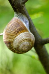 Snail shell