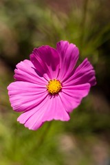 Obraz premium Cosmos