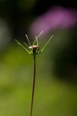 Cosmos