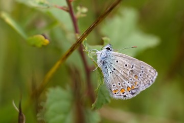 Phengaris teleius