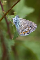 Phengaris teleius