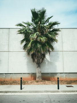 Palm tree in the city