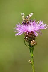 Centaurea jacea