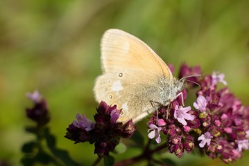 Lasiommata maera