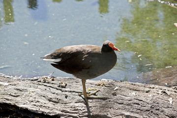 dusky moorhen