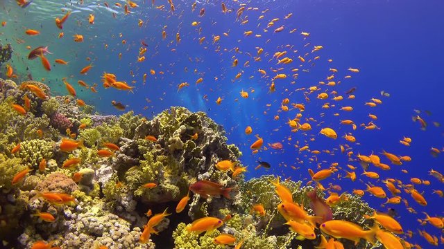 Tropical Fish on Vibrant Coral Reef, underwater static scene

