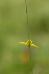 Yellow little spider.