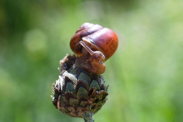 Snail