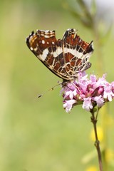 Butterfly on flower.