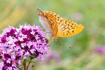 Argynnis paphia
