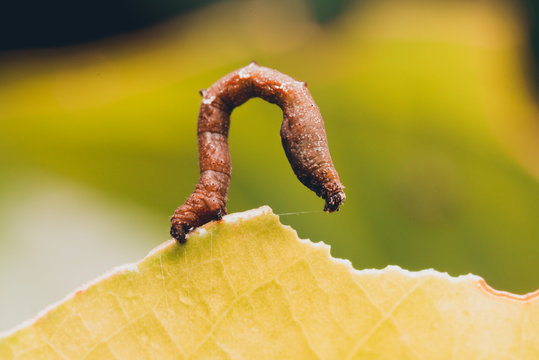 inchworm walking