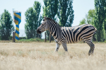 Fototapeta na wymiar Adult zebra in the reserve