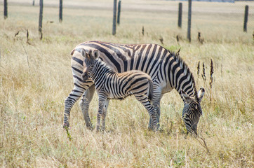 Obraz premium Zebra with foal