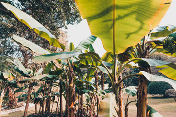 banana tree in garden.