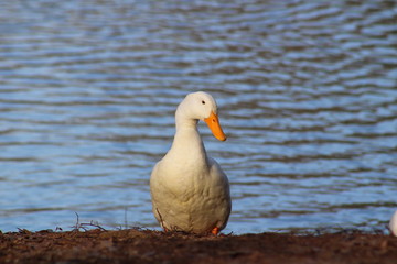 White Duck out of the Water