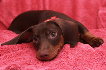 little cute dog chocolate Dachshund lays on pink background