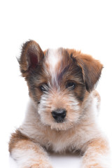 Closeup Australian Shepherd Mix Puppy