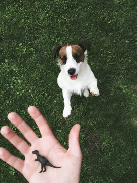 Cute dog playing with a T-Rex Dinosaur