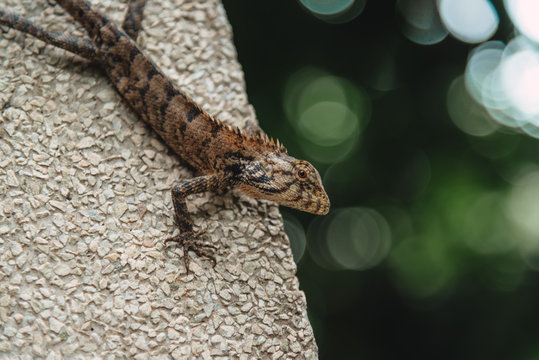 Lizard on wall